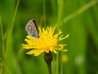 Großer Sonnenröschen-Bläuling Weibchen